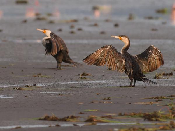 <h3><a href="/trips/tanzania/biota/animalia/chordata/aves/016 suliformes/003 phalacrocoracidae/phalacrocorax carbo/phalacrocorax carbo-nl.html">Phalacrocorax&nbsp;carbo</a> / Great&nbsp;cormorant / Aalscholver</h3>OM-1 Mark II met OLYMPUS M.150-400mm F4.5, 1/2000 sec  bij F4.5, ISO 2000, afstand 81.7&nbsp;m